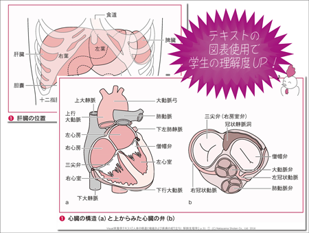 テキストの図表使用で学生の理解度UP!