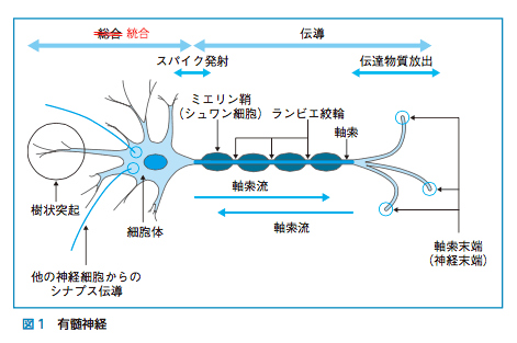 p.155　図1　有髄神経